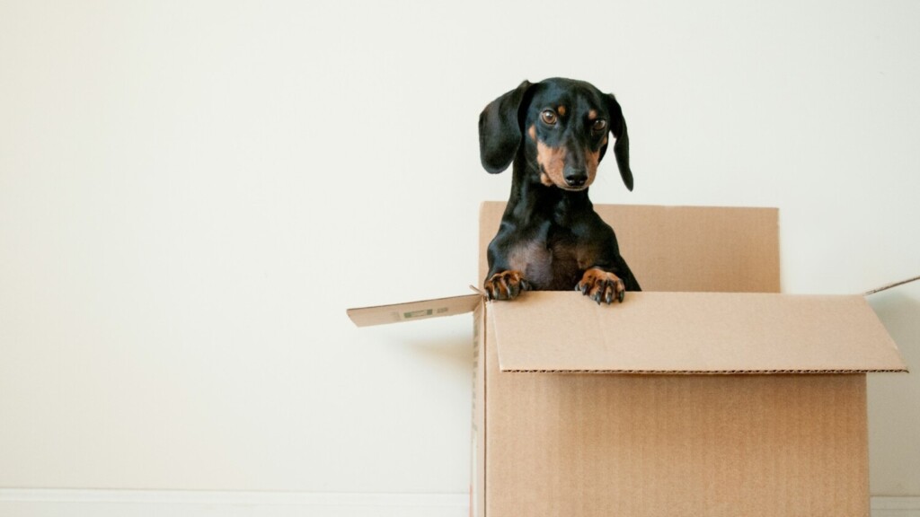 Teckel in verhuisdoos als voorbeeld van bereddingsplicht bij het veiligstellen van huisdieren